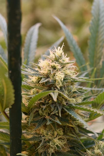Gorilla Glue #4: Klebrig-komplexer Klassiker